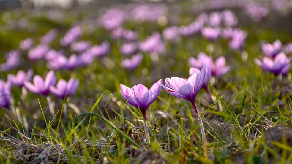 Safran ist als das teuerste Gewürz der Welt bekannt. (Archivbild) Foto: Saqib Majeed