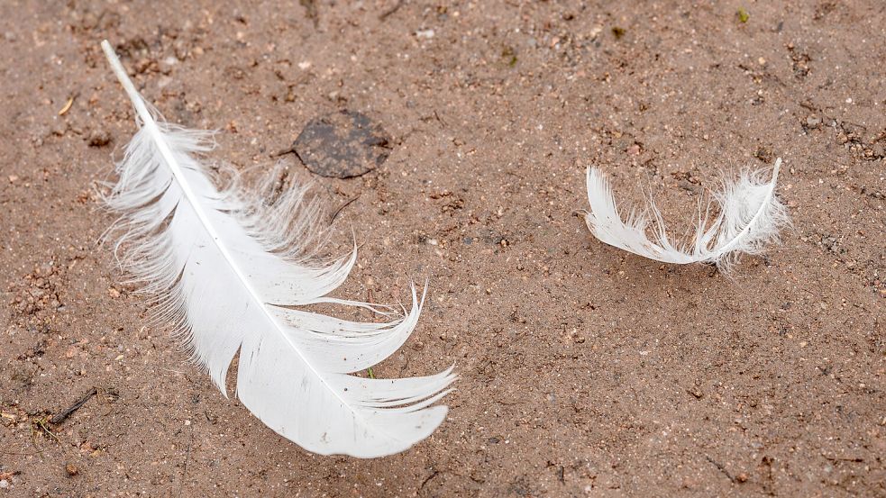 In einer Geflügelhaltung in Moormerland wurde die Geflügelpest amtlich bestätigt. Symbolfoto: Silas Stein/dpa