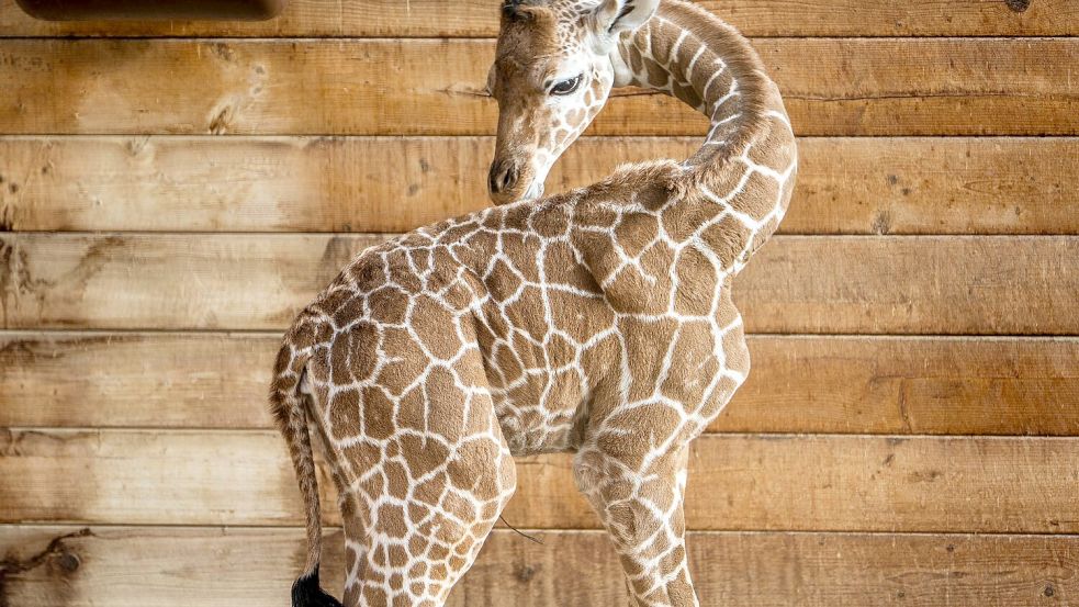 Netzgiraffen gelten als eine besonders bedrohte Tierart. Foto: Andreas Arnold