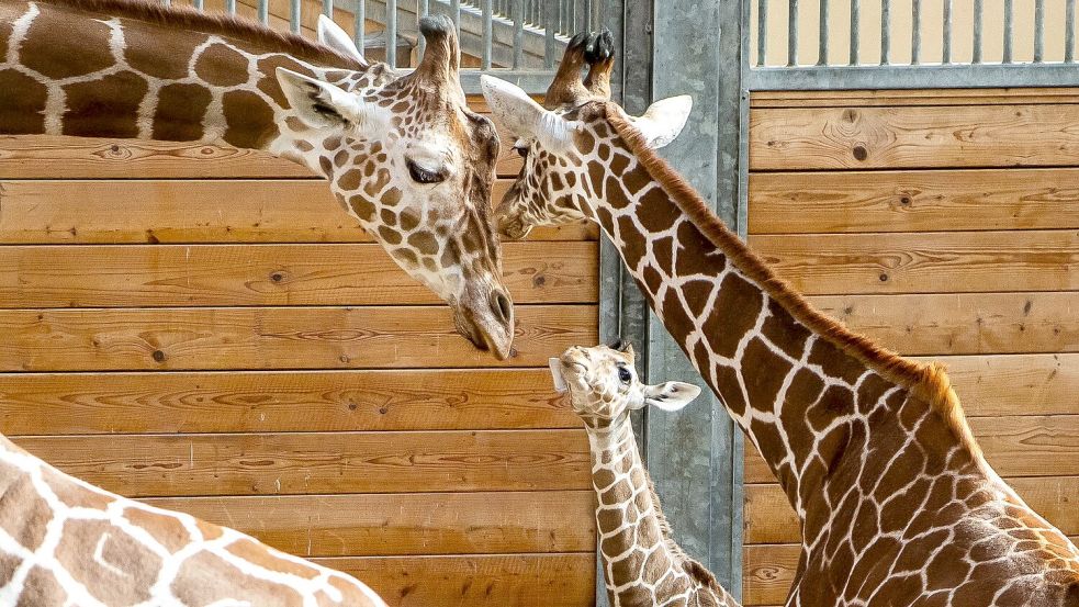 Bald darf Mumbi auch das Außengelände entdecken – zusammen mit ihrer Giraffenherde und anderen Tierarten wie Zebras, Gnus und Impalas. Foto: Andreas Arnold