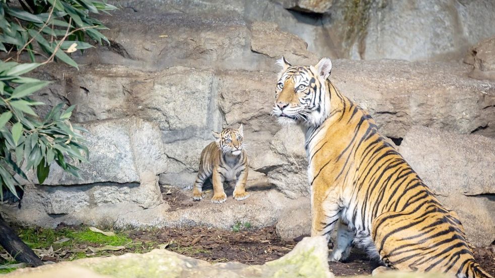 Noch hat das Jungtier keinen Namen. Foto: -/Tierpark Berlin/dpa