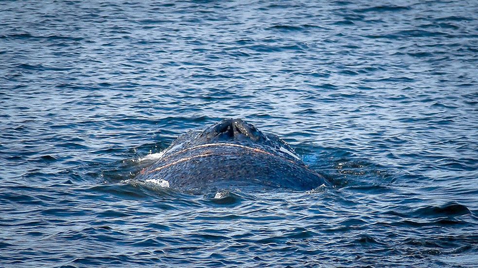 Es handelt sich um einen zehn bis zwölf Meter langen Finnwal. Foto: Tom Schultz/WISMAR.FM/dpa