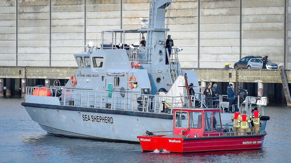 Die Meeresschutz-Organisation Sea Shepherd fuhr mit einem Schiff zu dem Wal. Foto: Tom Schultz/WISMAR.FM/dpa