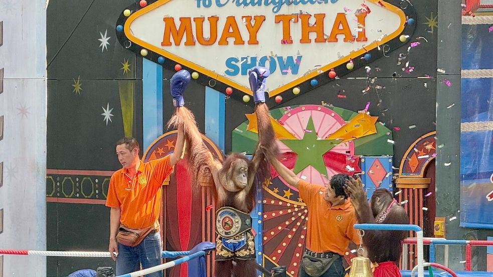 Orang-Utans boxen in einem Freizeitpark nahe Bangkok. Foto: Carola Frentzen/dpa