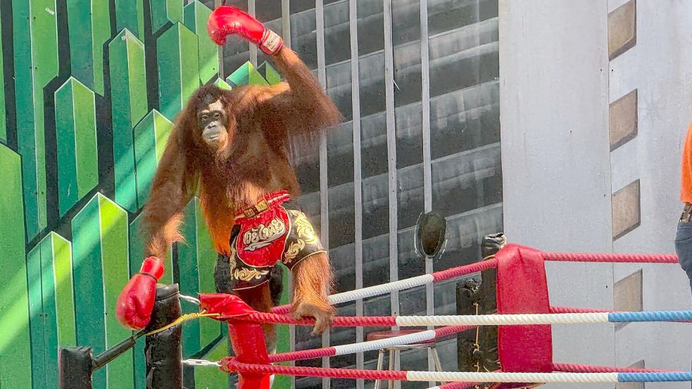 Siegerpose eines Orang-Utans – aber Gewinner sind nur die Betreiber. Foto: Carola Frentzen/dpa