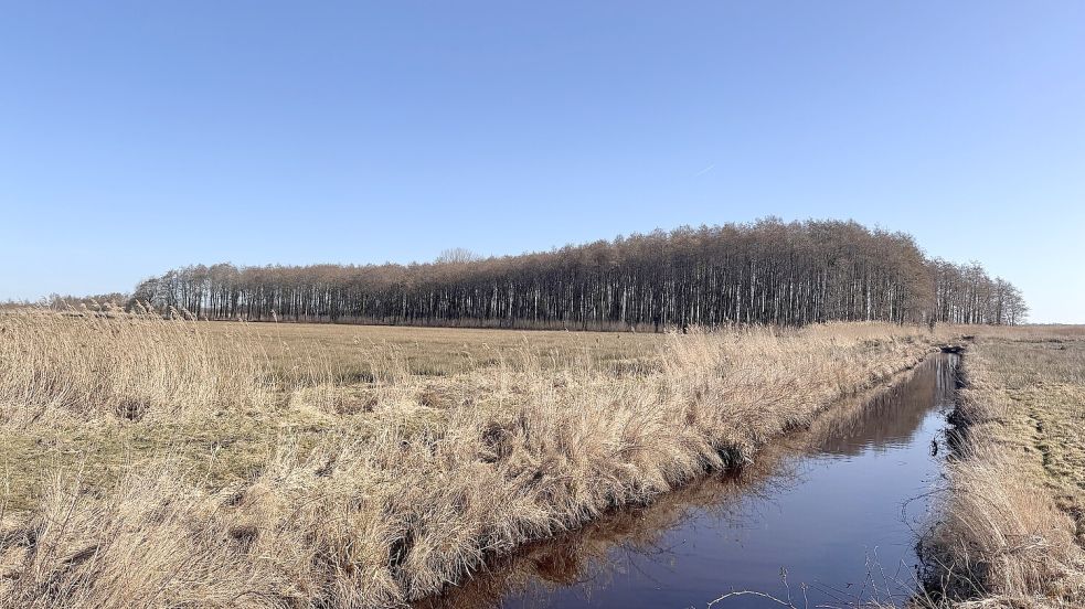 Der Fledermauswald in Forlitz-Blaukirchen. Foto: Holger Janssen