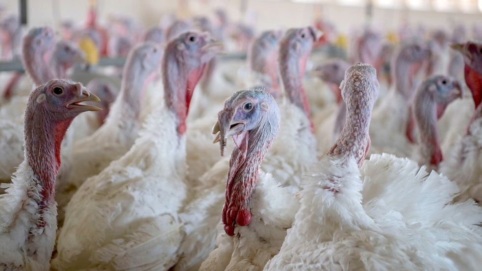 Puten im Stall eines Mastbetriebs. (Symbolbild) Foto: Philip Dulian