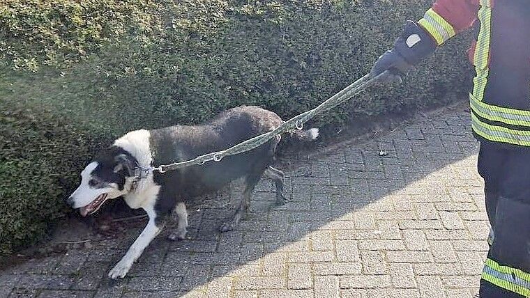 Die Feuerwehr befreite den Hund aus seiner misslichen Lage. Foto: Polizei