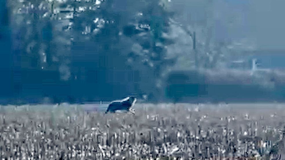 Der Screenshot aus dem Video einer Ihlowerin, das der Redaktion vorliegt, zeigt das Tier nahe des Meendemoorwegs. Foto: privat