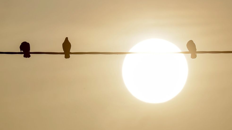 Bodennahe Winde haben den Staub in Afrika aufgewirbelt, dann wird der nach Europa transportiert. Foto: Thomas Warnack/dpa