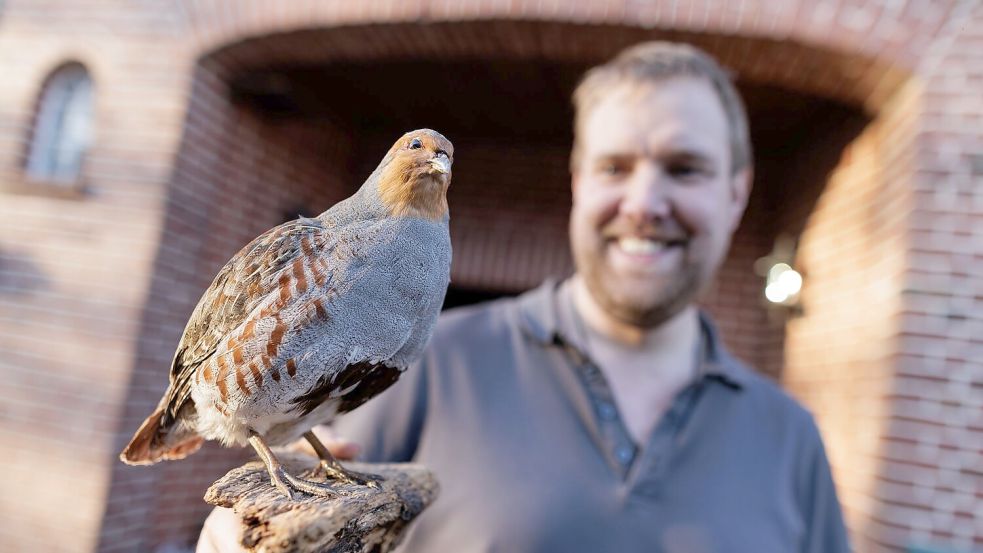 Landwirt Christian Wiese beteiligt sich seit mehreren Jahren an dem Projekt zum Schutz der Rebhühner in der Dümmerregion. Er zeigt auf seinem Hof ein Tierpräparat. Dabei handelt es sich um ein männliches Rebhuhn. Foto: David-Wolfgang Ebener