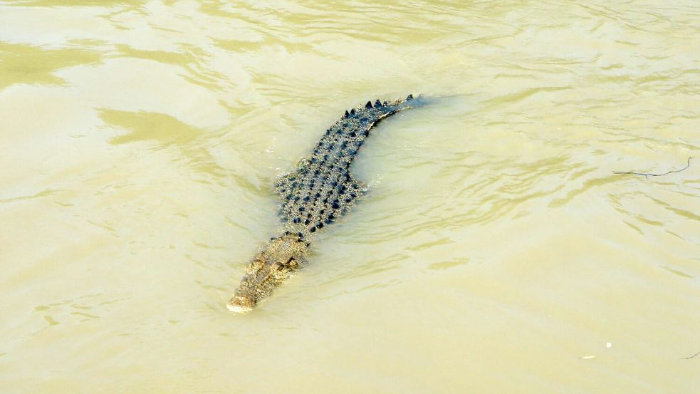 Unzählige Salzwasserkrokodile leben im Norden Australiens. (Archivbild) Foto: Carola Frentzen/dpa