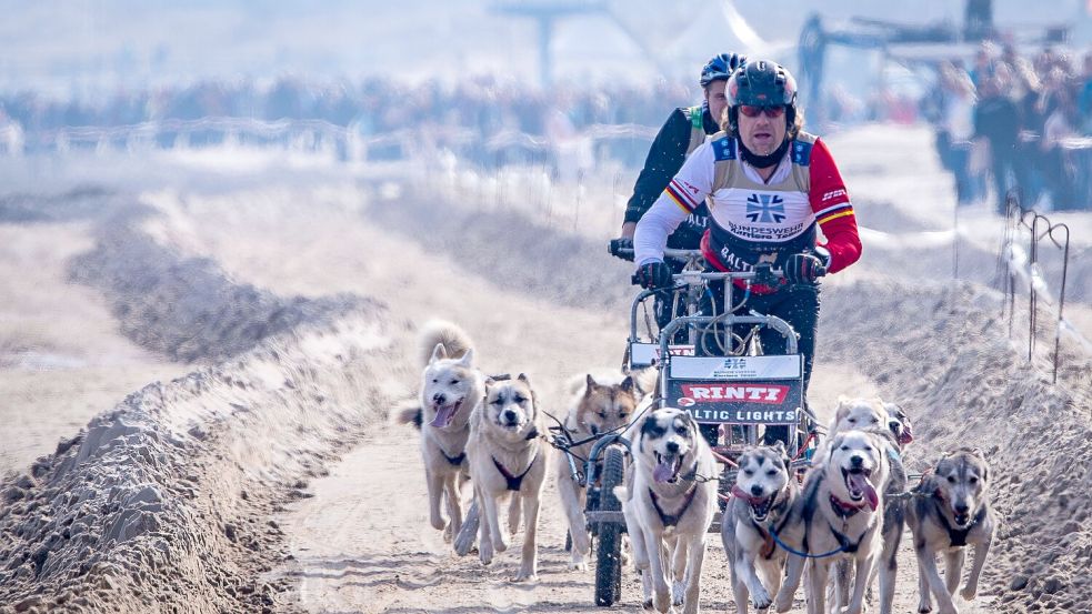 Mehr als 500 Huskys werden an diesem Wochenende in den Kaiserbädern erwartet. Foto: dpa/Jens Büttner