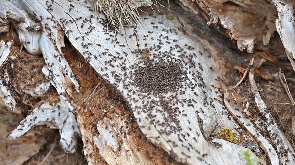 Ameisen melken Blattläuse und ernähren sich von ihren Ausscheidungen, dem Honigtau. (Symbolbild). Foto: Karl-Josef Hildenbrand