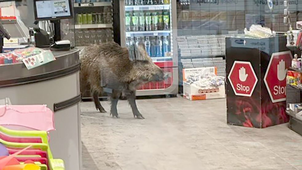 Ein Wildschwein hat sich in ein Einkaufszentrum in Berlin-Köpenick verirrt. Foto: -/Polizei Berlin/dpa