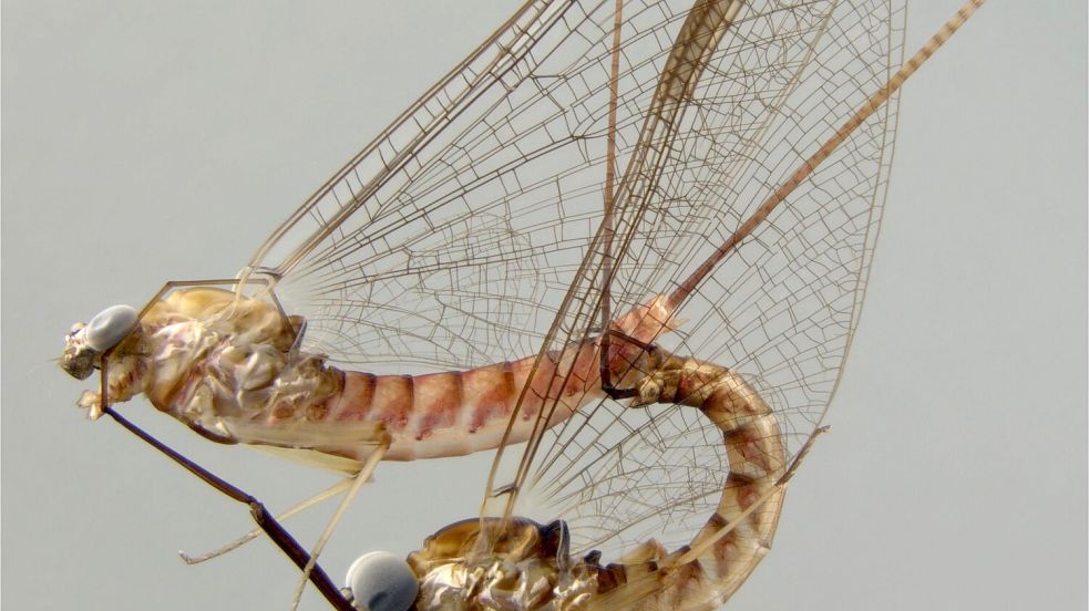 Akrobotisch unterwegs: die Eintagsfliege beim Paarungsritual. Foto: -/Naturkundemuseum Stuttgart/dpa