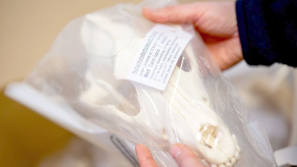 Wolfsschädel in Plastik verpackt - er gehört zur Sammlung im Naturkundemuseum Potsdam. Foto: Fabian Sommer