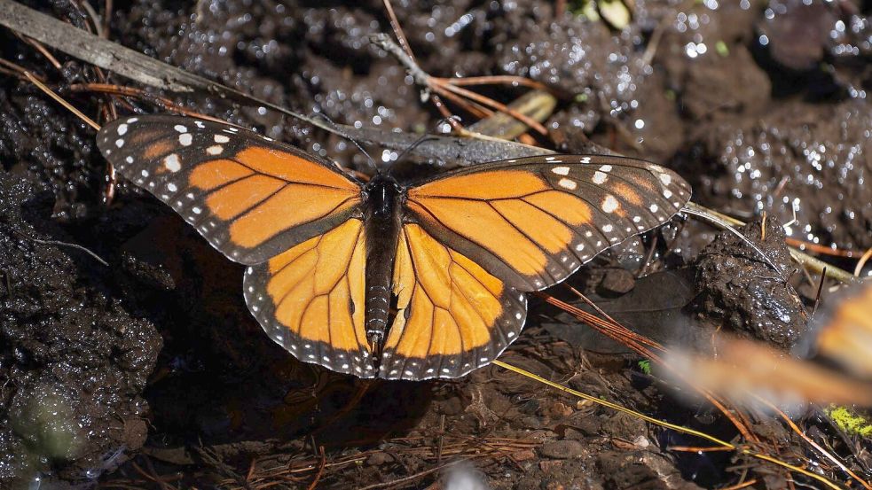 Monarchfalter wandern jedes Jahr zwischen Kanada, den USA und Mexiko. (Archivbild) Foto: Marco Ugarte/AP/dpa