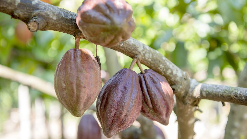 Die Kakaopreise in der Elfenbeinküste wurden um über 50 Prozent gesenkt – das trifft die Bauern hart. Foto: IMAGO/YAY Images