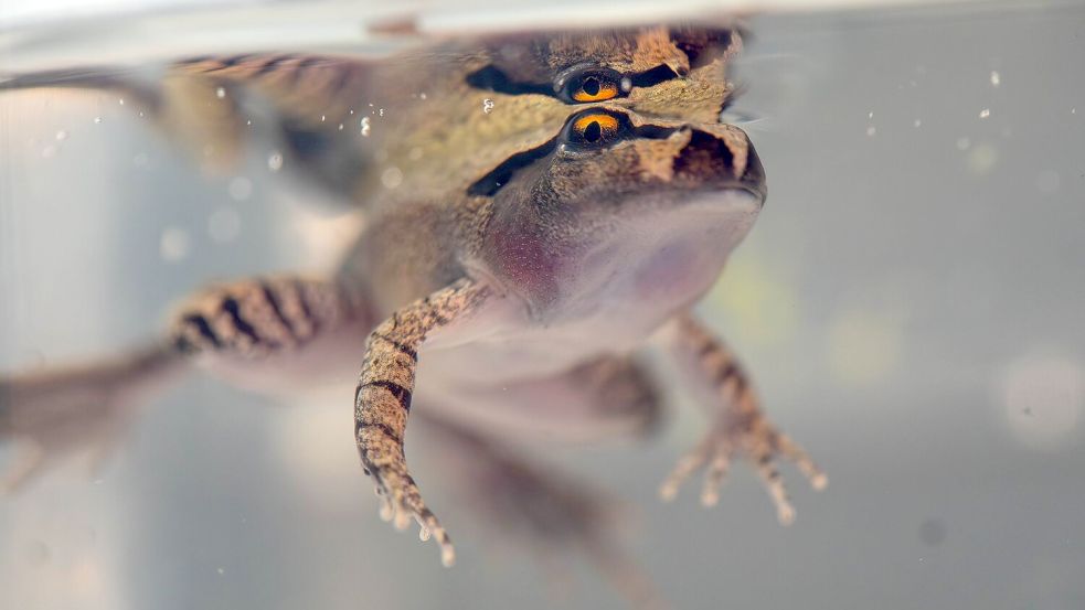 Der Südliche Stotterfrosch ist derzeit bei Aussie Ark in allen Entwicklungsstufen zu sehen, auch während der Metamorphose. Foto: Aussie Ark