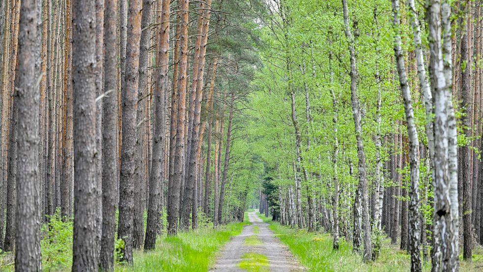 Wo Kiefern auf Birken treffen: Diese Allee verläuft im Wald bei Jacobsdorf in Brandenburg. (Archivfoto) Foto: Patrick Pleul