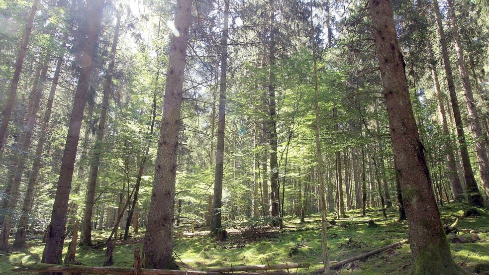 Im Nationalpark Hunsrück-Hochwald gibt es einen Mischwald aus Fichten und alten Buchen. (Archivfoto) Foto: Bernd F. Meier