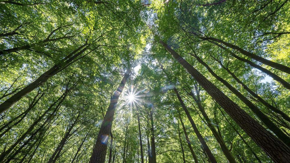In einem Mischwald kommen mehrere Baumarten gemeinsam vor. (Archivfoto) Foto: Monika Skolimowska