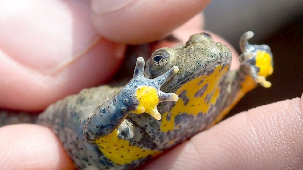 Nicht nur wir Menschen, sondern auch viele Tiere kämpfen mit den Folgen von Wassermangel und Trockenheit. (Archivbild) Foto: Peter Steffen
