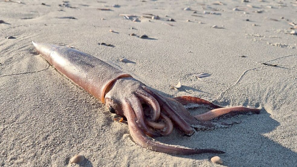 Diesen Großen Pfeilkalmar entdeckte und fotografierte Björn Schumacher auf Borkum. Foto: Björn Schumacher