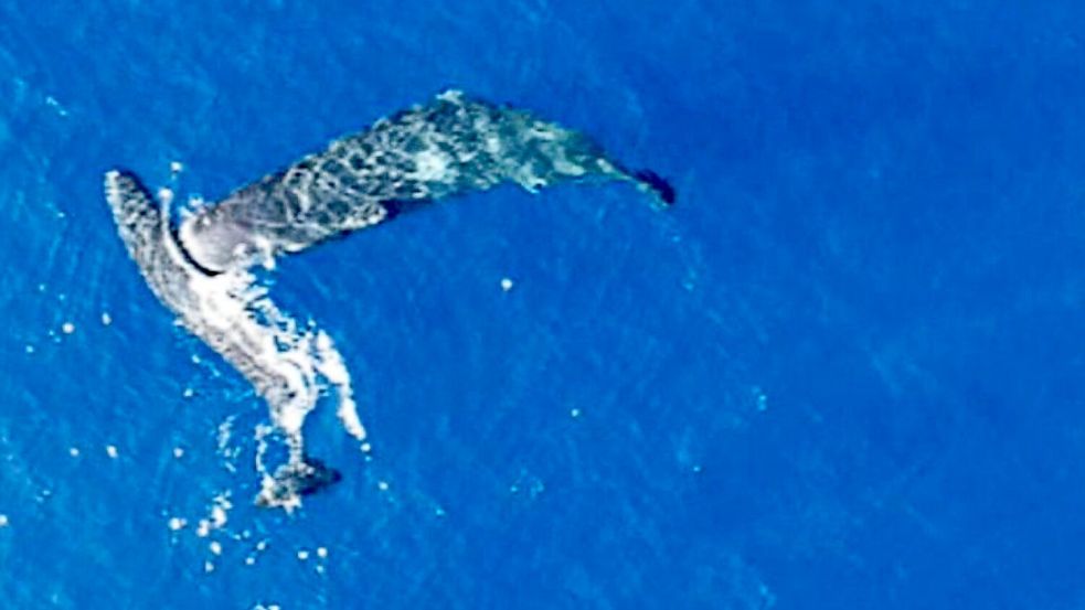 Ein junger Pottwal rammt einen anderen seitlich mit dem Kopf. Foto: -