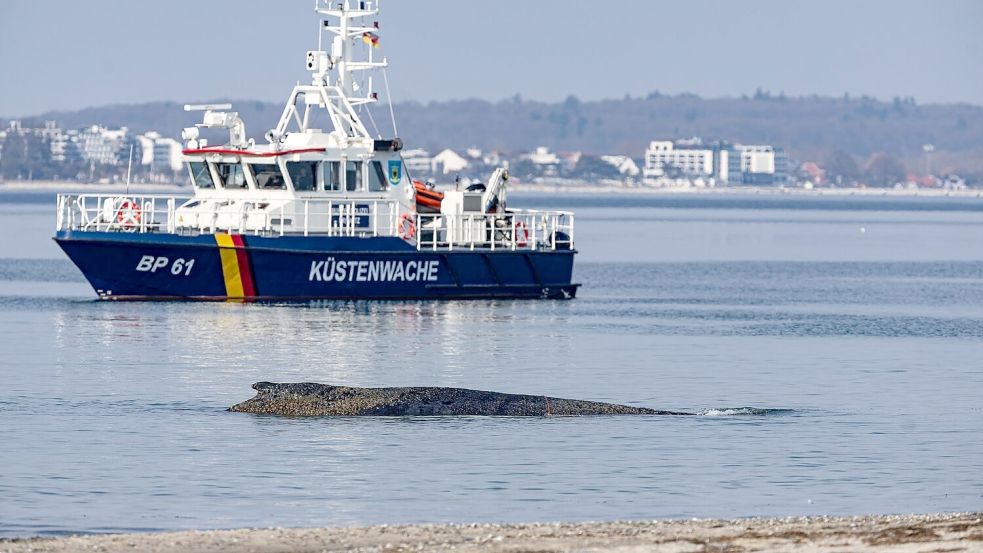 Ein Wal ist an der Ostseeküste vor Niendorf gestrandet, im Hintergrund ein Boot der Küstenwache. Die Polizei hat das Gelände abgesperrt, um das Tier nicht zu beunruhigen. Foto: Ulrich Perrey