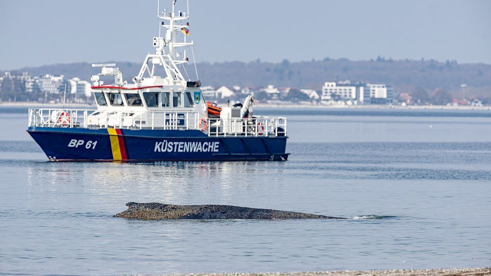 Vor Niendorf an der Ostsee ist ein Wal gestrandet Foto: dpa/Ulrich Perrey