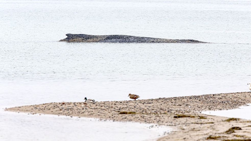 Auch am Dienstag lag der Wal auf der Sandbank vor Niendorf. Foto: Ulrich Perrey