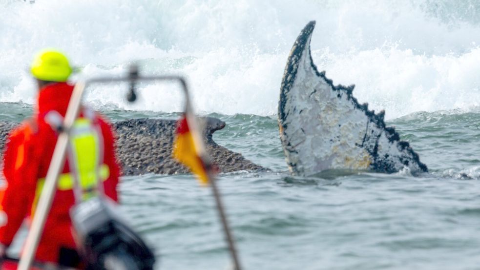 Am Nachmittag wurde ein weiterer Rettungsversuch unternommen. Foto: Jens Büttner