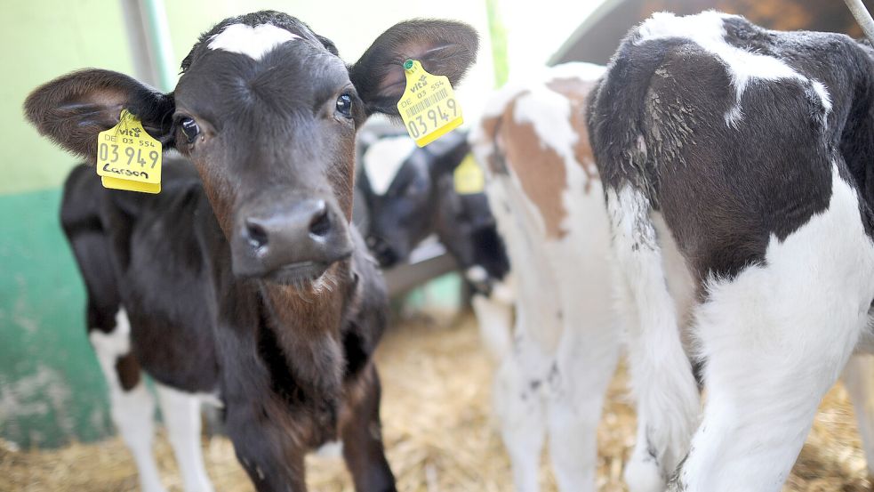 Unbekannte misshandelten in Osteel ein Kalb. Symbolfoto: DPA, Julian Stratenschulte