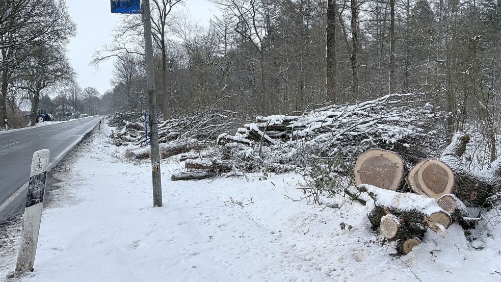 Für den Neubau des Radweges zwischen Wiesens und Brockzetel wurden bereits im Januar Bäume gefällt. Foto: Karin Böhmer