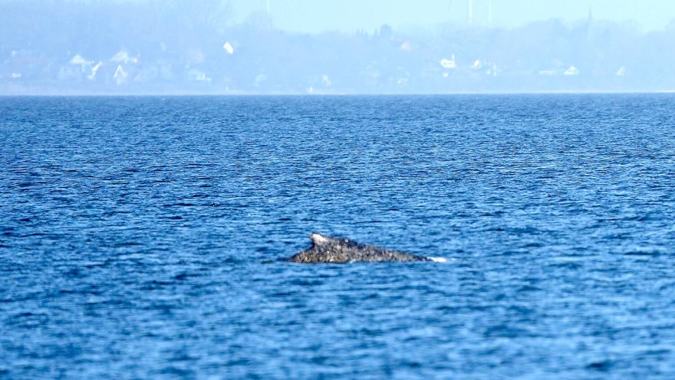 Der Wal, der vor Timmendorfer Strand gestrandet war, hat sich offenbar selbst in der Nacht befreit. Foto: Marcus Brandt/dpa