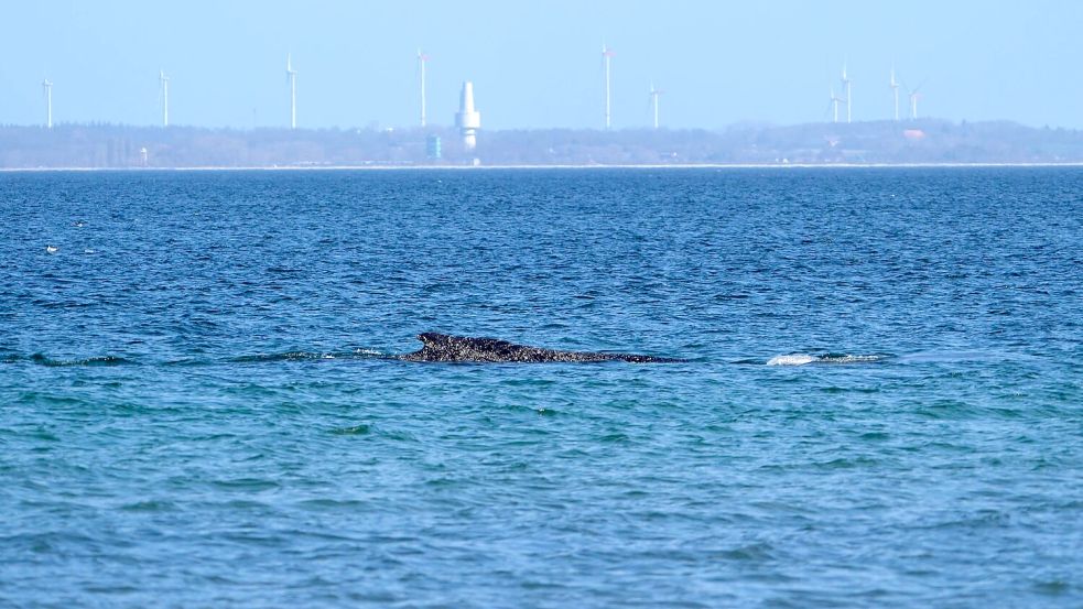 Nun muss der Wal den Weg in die Nordsee finden. Foto: Marcus Brandt/dpa