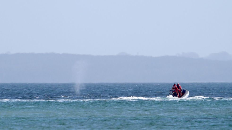 Experten beobachten den Wal von einem Schlauchboot aus. Foto: Marcus Brandt/dpa
