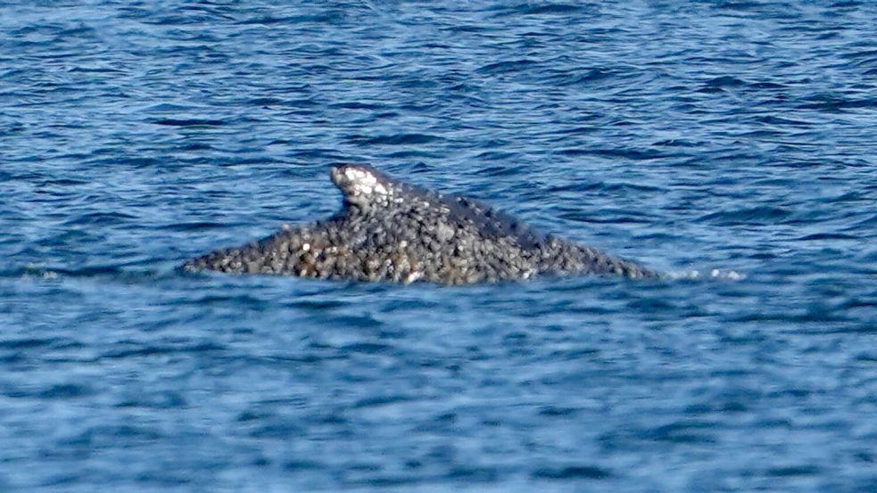 Tierdrama am Timmendorfer Strand: der Buckelwal in der Ostsee. Foto: Marcus Brandt/dpa