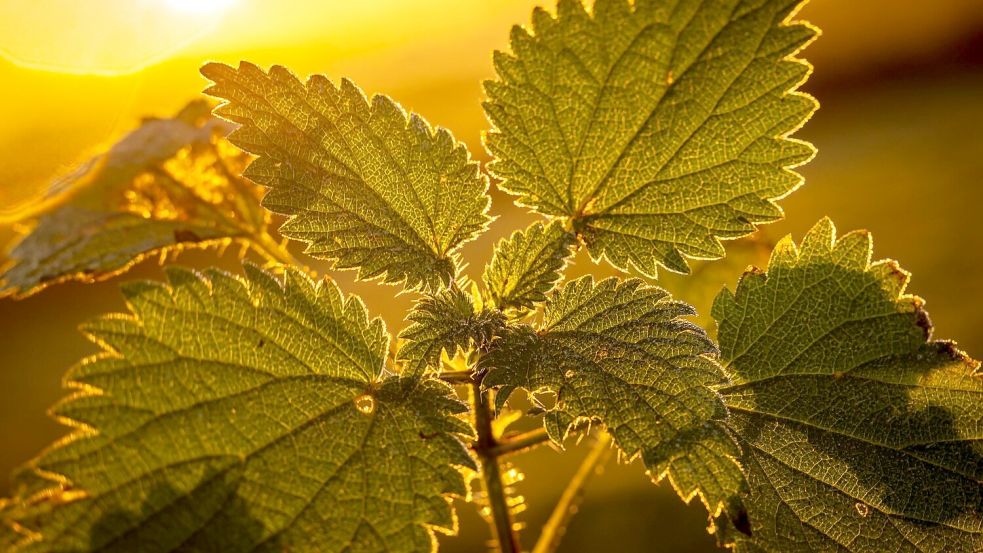 Wildpflanzen wie Brennnesseln oder Klee werden in vielen Gärten an jeder Stelle ausgerissen. (Archivbild) Foto: Sina Schuldt
