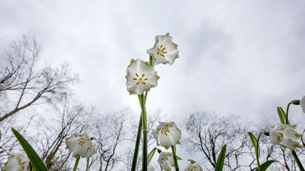 Das Wetter in Deutschland zeigt sich in den kommenden Tagen von seiner ungemütlichen Seite. (Symbolbild) Foto: Thomas Warnack/dpa