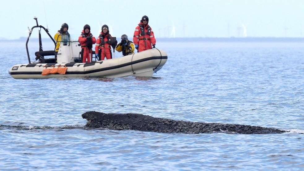 Der Buckelwal befreite sich von der Sandbank vor Timmendorfer Strand und schwimmt durch die Ostsee. Hier ein Bild vom 27. März. Foto: Marcus Brandt/dpa