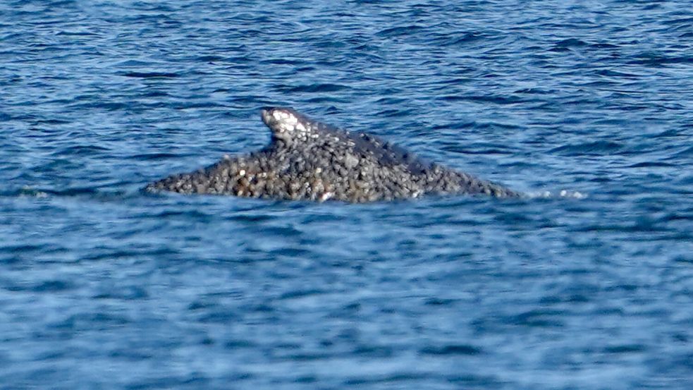 Der Buckelwal war in der Nacht zum Freitag vor Timmendorfer Strand freigekommen. Steckt nun aber wieder fest Foto: Marcus Brandt/dpa