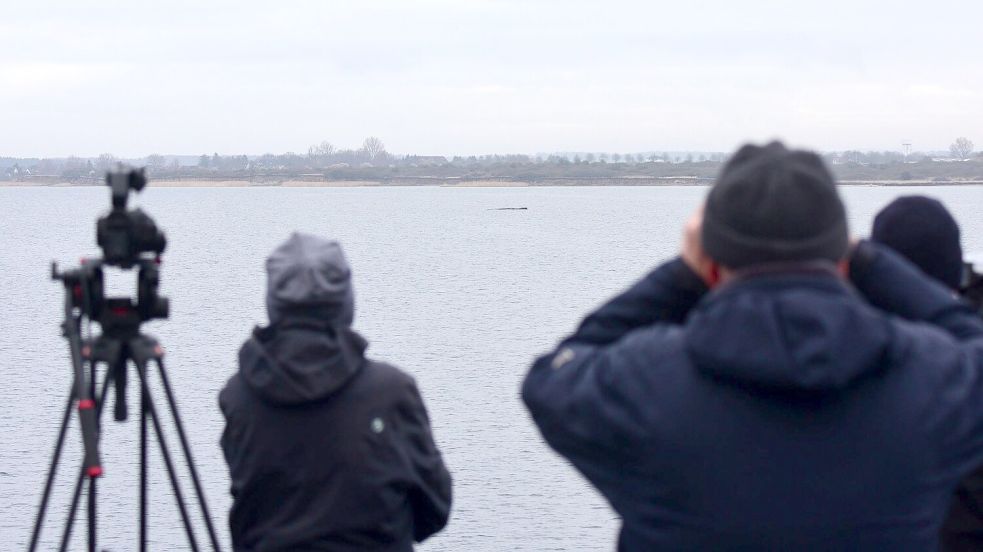 Der Wal lag am Sonntag wenige Hundert Meter vom Festland entfernt. Foto: Daniel Bockwoldt