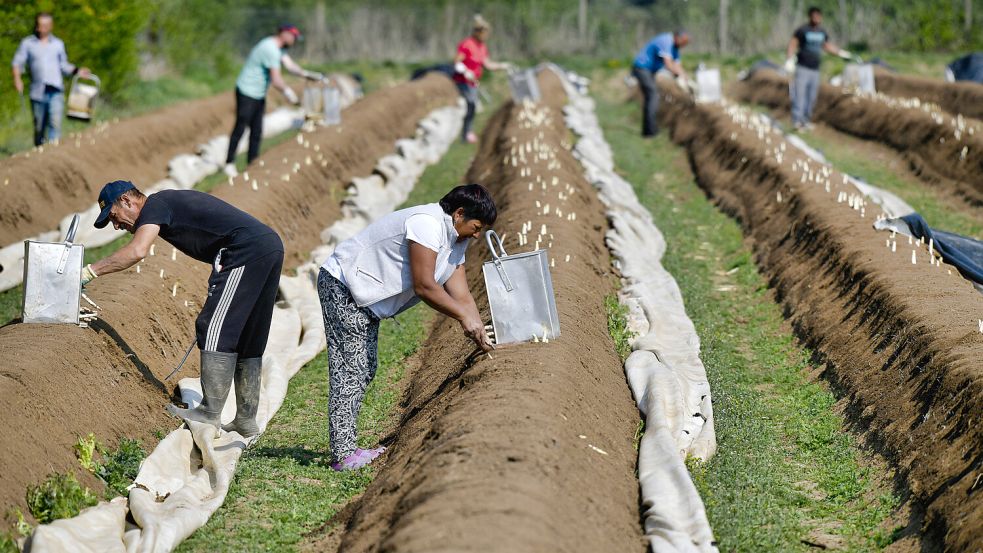 Auch für Erntehelfer aus dem Ausland gilt laut Gesetz der Mindestlohn - doch der kommt nicht immer bei ihnen an. Foto: imago images/Michael Weber