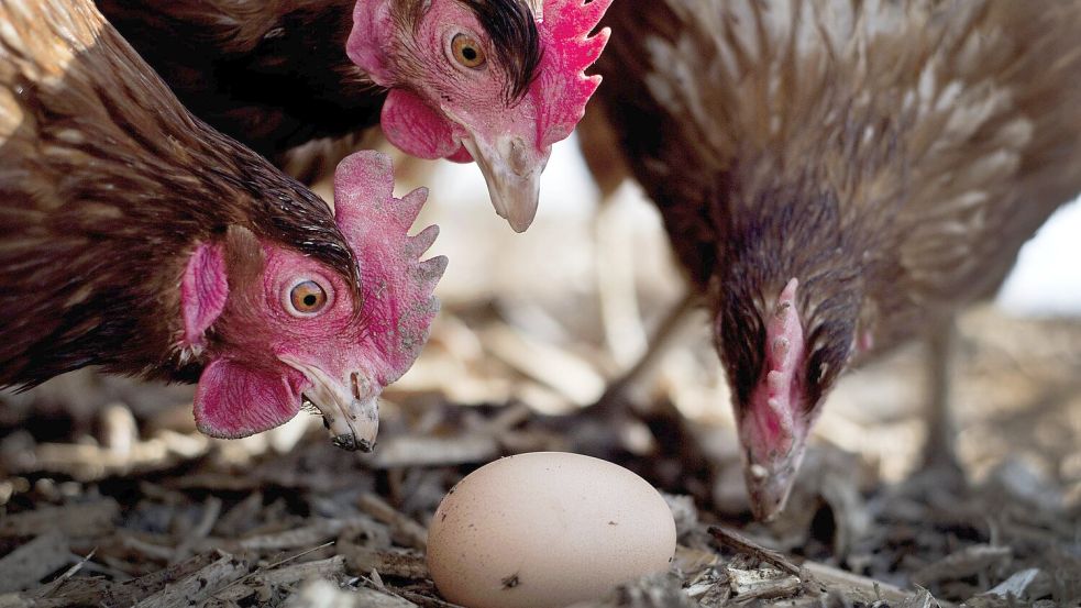 Welches Huhn legt welches Ei? Ein kurzer Faktencheck. Foto: dpa/Victoria Bonn-Meuser