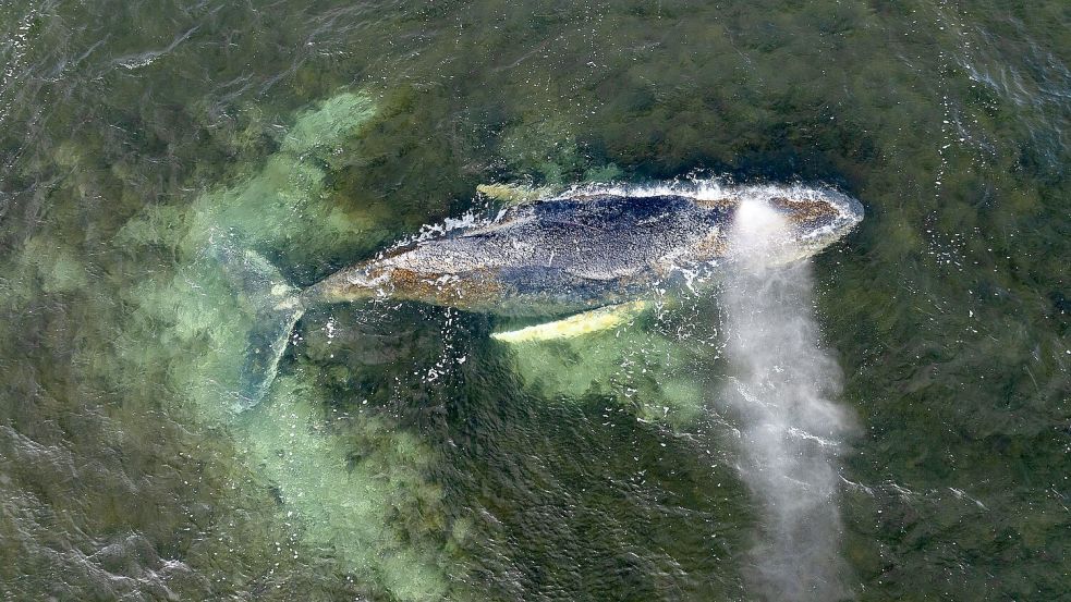 Der Gesundheitszustand des Tieres ist nicht gut, es ist geschwächt. Foto: Daniel Müller/Greenpeace German