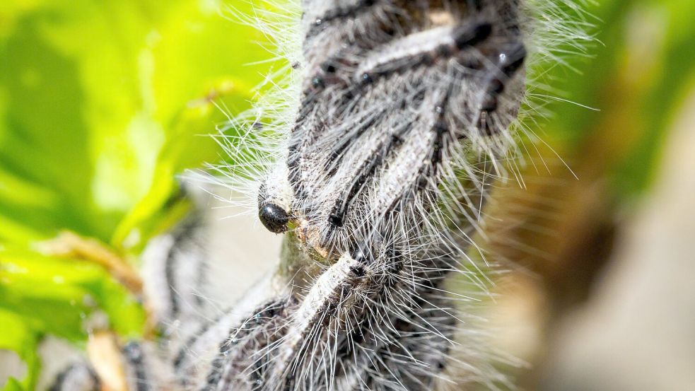 Deutschlandweit werden Maßnahmen gegen den Eichenprozessionsspinner ergriffen. (Archivbild) Foto: Soeren Stache