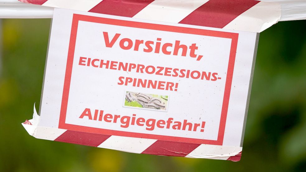 Die feinen und giftigen Haare der Raupe können beim Menschen starke Reaktionen auslösen. (Archivbild) Foto: Friso Gentsch